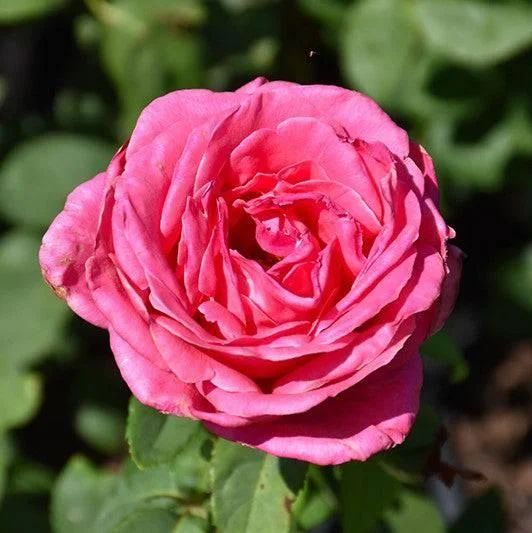 Twinkling String Lights for a Magical AtmosphereRose - Hybrid Tea - Perfume Delight - 3 gallon Twinkling String Lights for a Magical AtmosphereRose - Hybrid Tea - Perfume Delight - 3 gallon